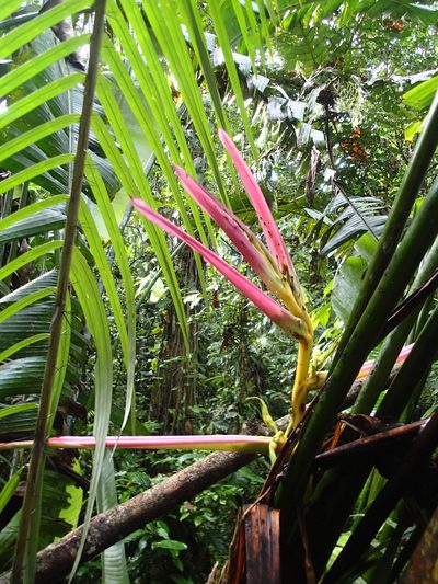 Heliconia aemygdiana, photographed by Rob Foster