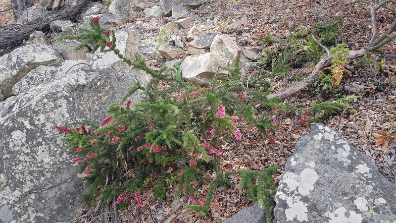 Colletia ulicina, photographed by Javier Conejeros Gastó
