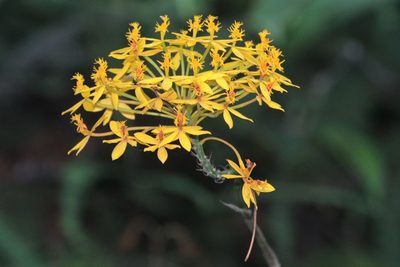 Epidendrum aura-usecheae, photographed by scaup