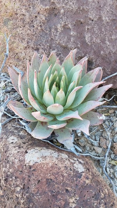 Dudleya gatesii, photographed by Alan Rockefeller