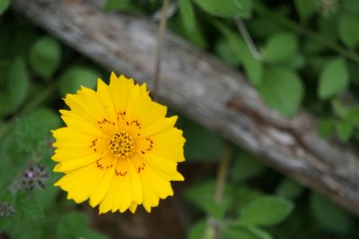 Coreopsis nuecensis, photographed by Robert Creech