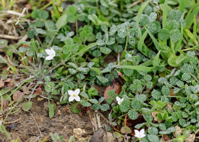 Houstonia rosea, photographed by Meghan Cassidy