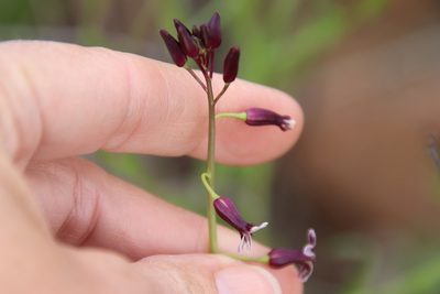 Streptanthus heterophyllus, photographed by Millie Basden