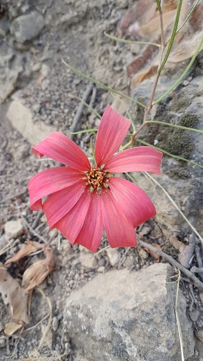 Mutisia subulata, photographed by Javier Conejeros Gastó