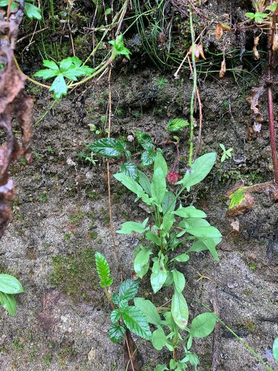 Rubus coriaceus, photographed by Carrie Seltzer