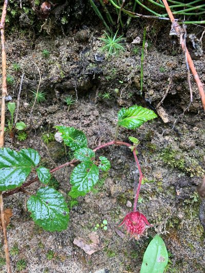 Rubus coriaceus, photographed by Carrie Seltzer