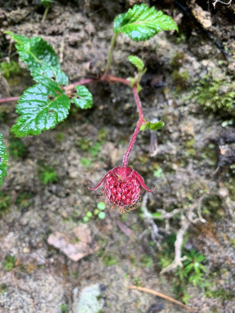Rubus coriaceus, photographed by Carrie Seltzer