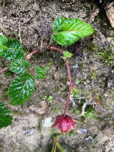 Rubus coriaceus, photographed by Carrie Seltzer