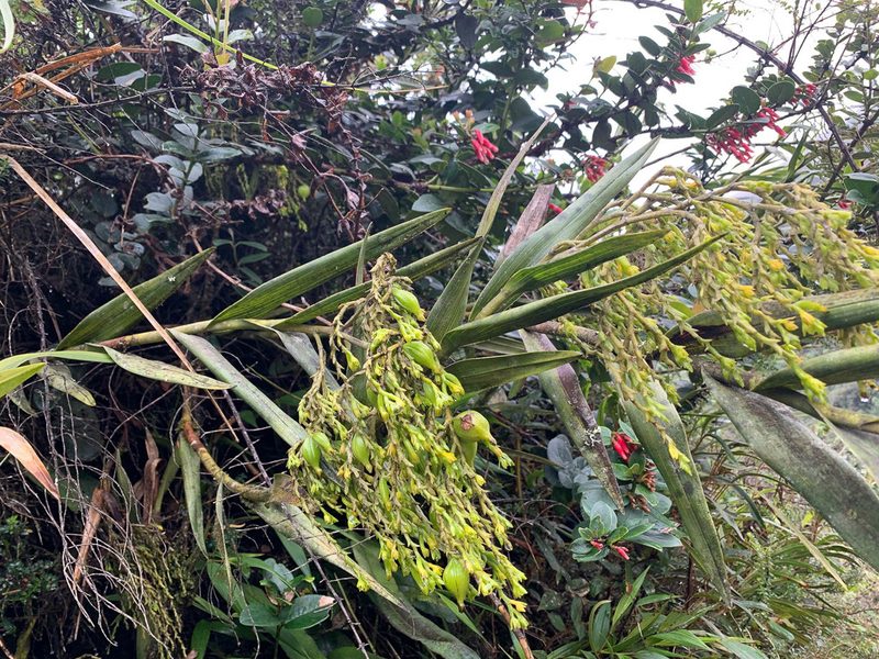 Epidendrum frutex, photographed by Carrie Seltzer