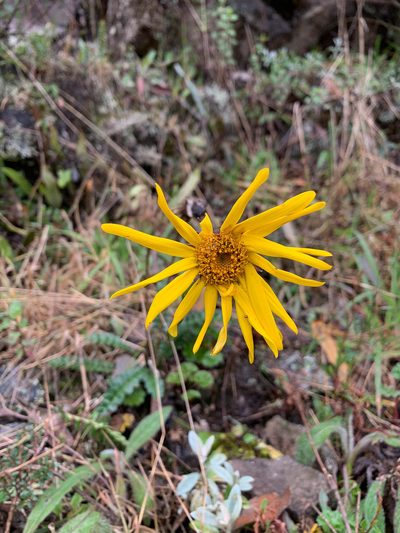 Dorobaea pimpinellifolia, photographed by Carrie Seltzer