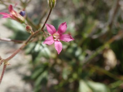 Aliciella latifolia, photographed by joergmlpts