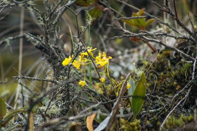 Oncidium cultratum, photographed by Carrie Seltzer