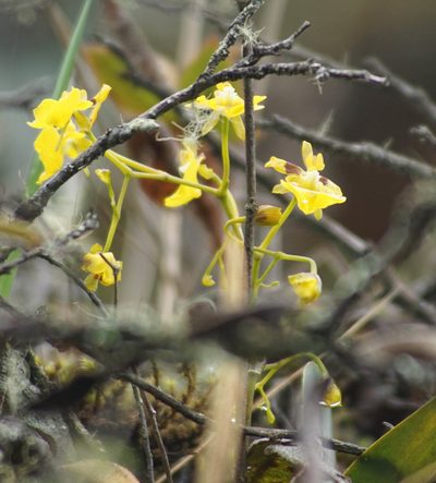 Oncidium cultratum, photographed by Carrie Seltzer