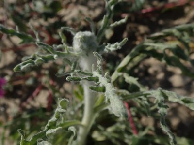 Baileya pauciradiata, photographed by joergmlpts