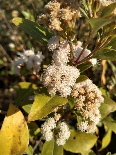 Ageratina glabrata, photographed by Mariana Yuste Ramírez