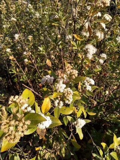 Ageratina glabrata, photographed by Mariana Yuste Ramírez