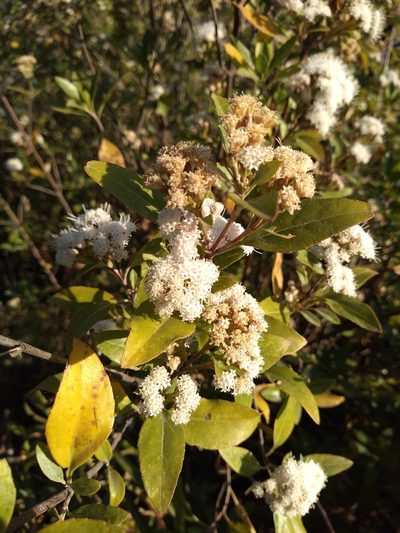 Ageratina glabrata, photographed by Mariana Yuste Ramírez