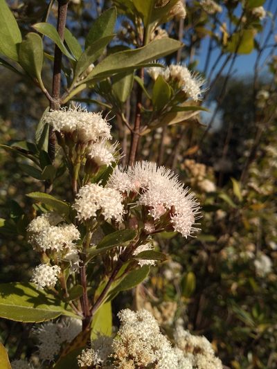 Ageratina glabrata, photographed by Mariana Yuste Ramírez
