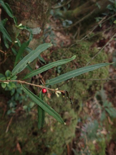 Damnacanthus angustifolius, photographed by 呂一起(Lyu yi-chi)