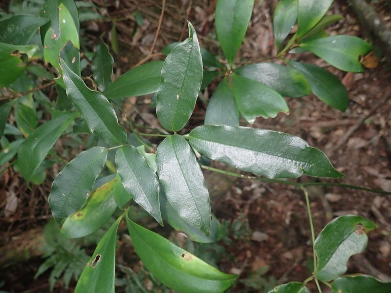 Stauntonia purpurea, photographed by 呂一起(Lyu yi-chi)