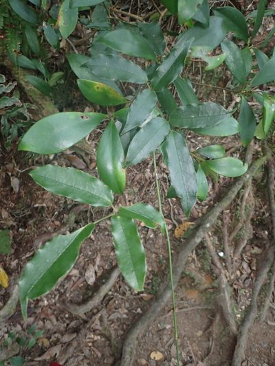 Stauntonia purpurea, photographed by 呂一起(Lyu yi-chi)