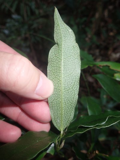 Stauntonia purpurea, photographed by 呂一起(Lyu yi-chi)