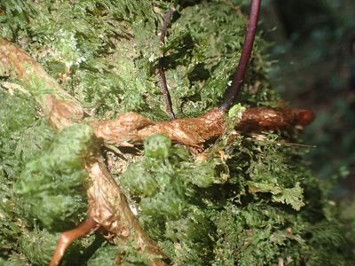 Davallia perdurans, photographed by 呂一起(Lyu yi-chi)