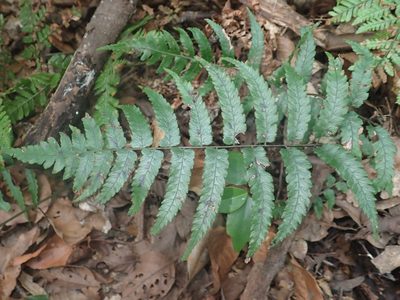 Diplazium mettenianum, photographed by 呂一起(Lyu yi-chi)