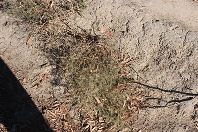 Lepidium africanum, photographed by Joe Potter Butler