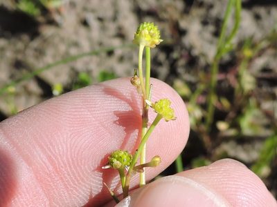 Ranunculus pusillus, photographed by Sam Kieschnick