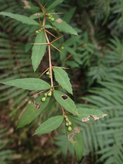 Berberis hayatana, photographed by 呂一起(Lyu yi-chi)