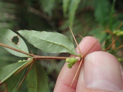 Berberis hayatana, photographed by 呂一起(Lyu yi-chi)