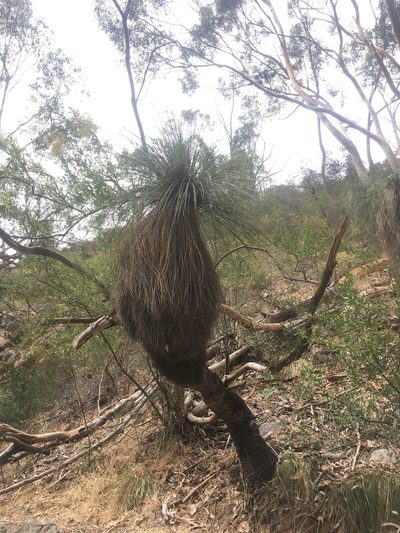 Xanthorrhoea quadrangulata, photographed by Oliver Stringham