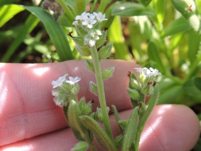 Myosotis verna, photographed by Sam Kieschnick