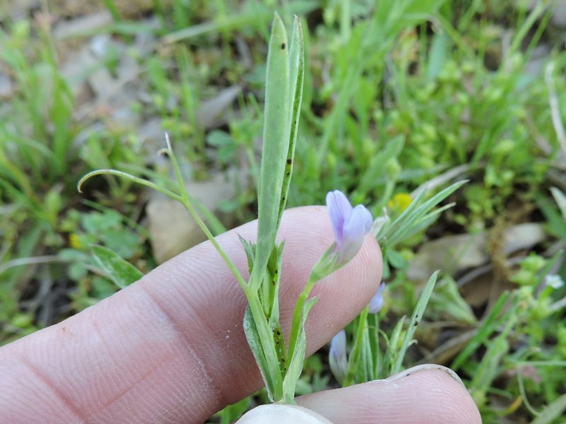 Lathyrus pusillus, photographed by Sam Kieschnick
