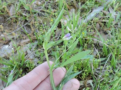 Lathyrus pusillus, photographed by Sam Kieschnick