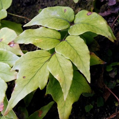 Cyrtomium fortunei, photographed by Barry Walter