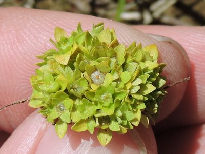 Lepuropetalon spathulatum, photographed by Sam Kieschnick