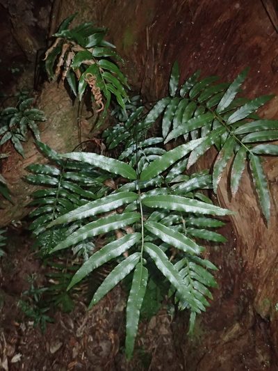 Plagiogyria euphlebia, photographed by 呂一起(Lyu yi-chi)
