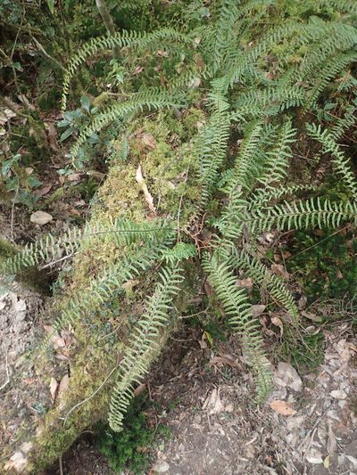 Monachosorum maximowiczii, photographed by 呂一起(Lyu yi-chi)