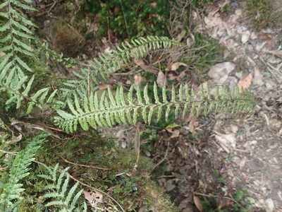 Monachosorum maximowiczii, photographed by 呂一起(Lyu yi-chi)