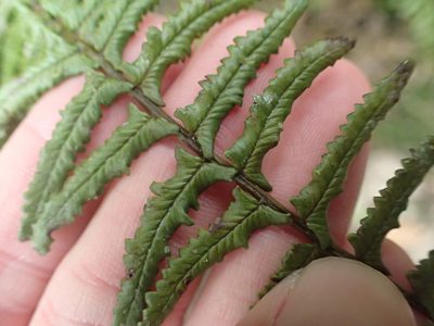 Monachosorum maximowiczii, photographed by 呂一起(Lyu yi-chi)
