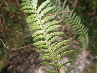 Monachosorum maximowiczii, photographed by 呂一起(Lyu yi-chi)