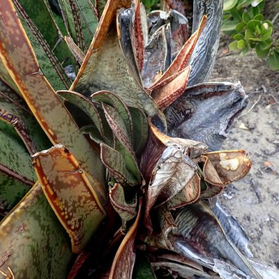 Gasteria acinacifolia, photographed by Di Turner