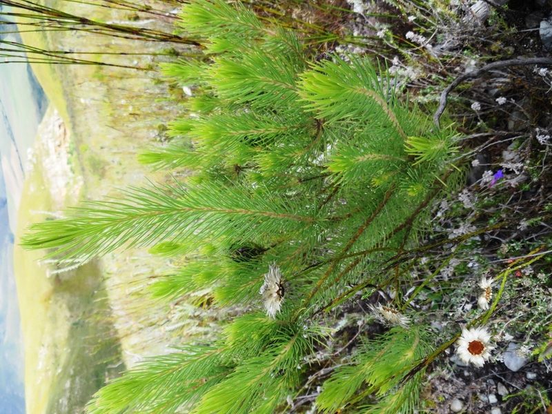 Sorocephalus pinifolius, photographed by linkie