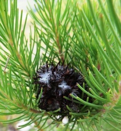 Sorocephalus pinifolius, photographed by linkie