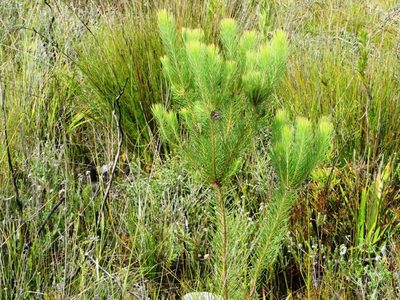 Sorocephalus pinifolius, photographed by linkie