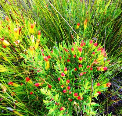 Penaea retzioides, photographed by linkie