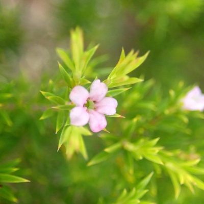 Coleonema pulchellum, photographed by Di Turner