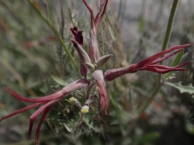 Lyrocarpa coulteri, photographed by joergmlpts